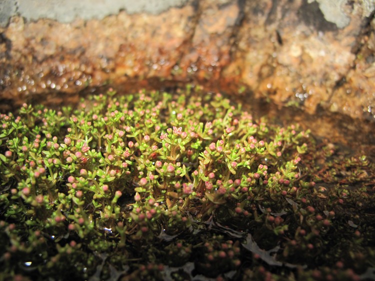 Crassula vaillantii